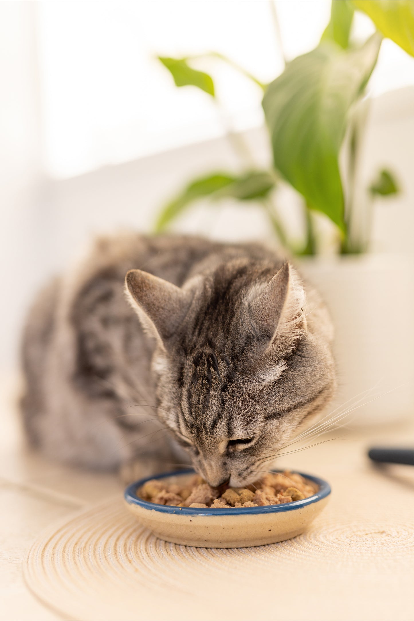 Ziwi Peak Cat Can Chicken Recipe