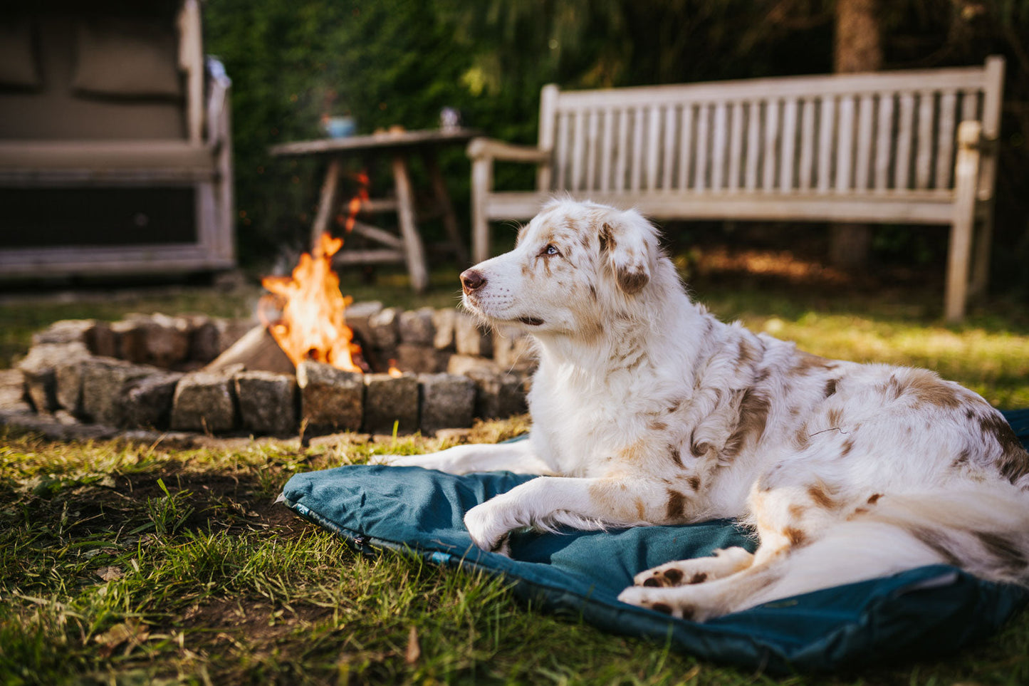 Trekking dog bed