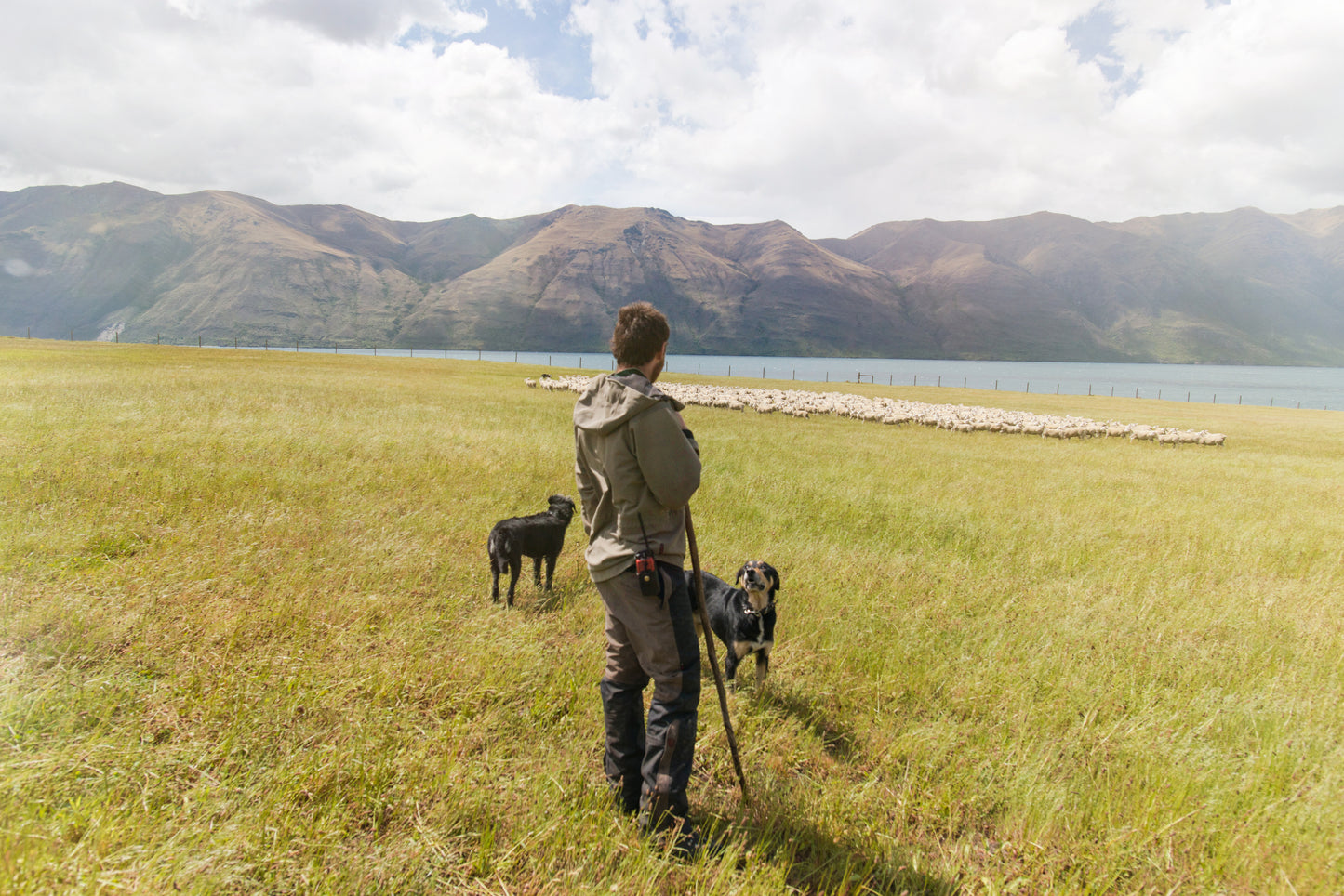 Ziwi Peak Cat Can Mackerel Lamb Recipe