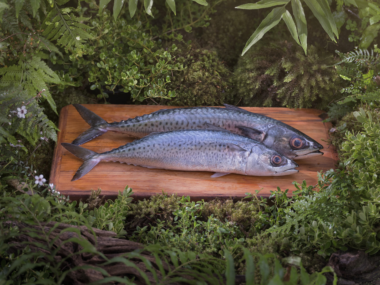 Ziwi Peak Cat Can Mackerel Recipe