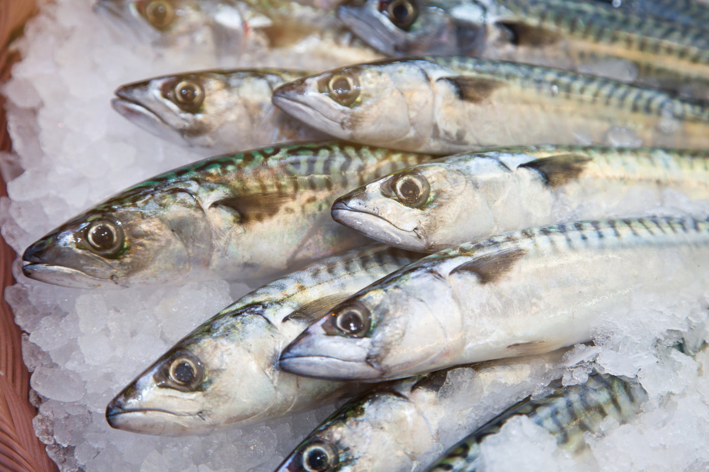 Ziwi Peak Cat Can Mackerel Recipe