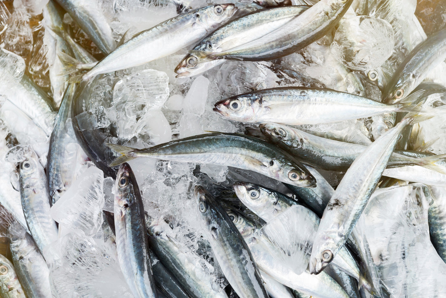 Ziwi Peak Cat Can Mackerel Lamb Recipe