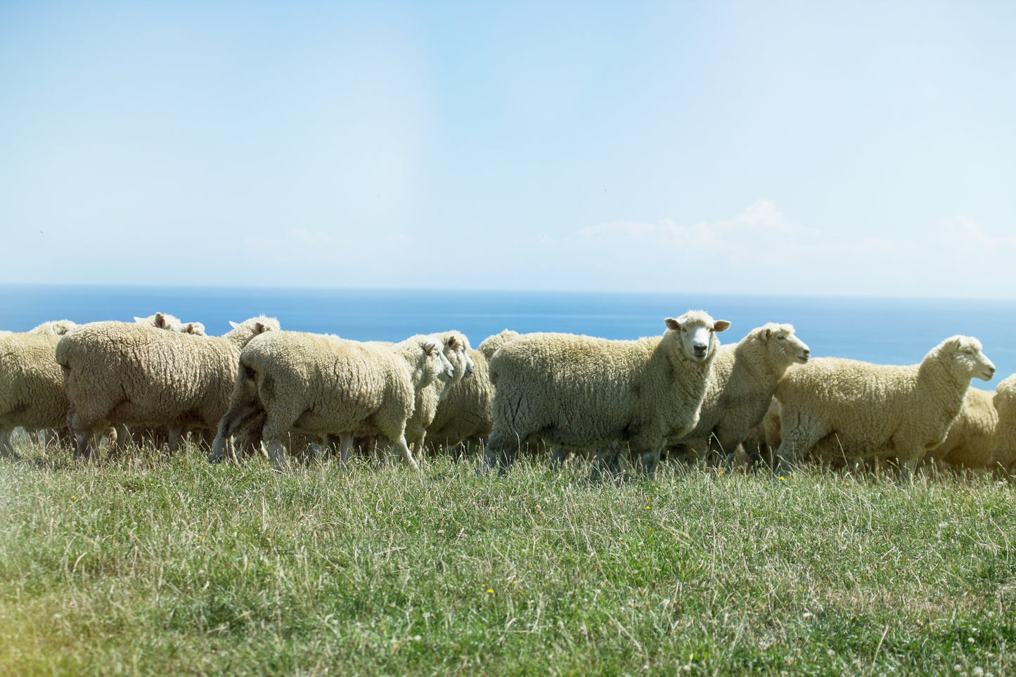 Ziwi Peak Cat Can Mackerel Lamb Recipe
