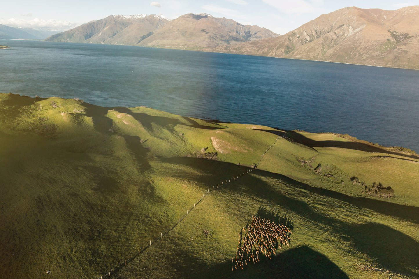 Ziwi Peak Cat Can Mackerel Lamb Recipe